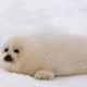 Illustration for article titled Melting Ice Is Crushing and Drowning Baby Seals